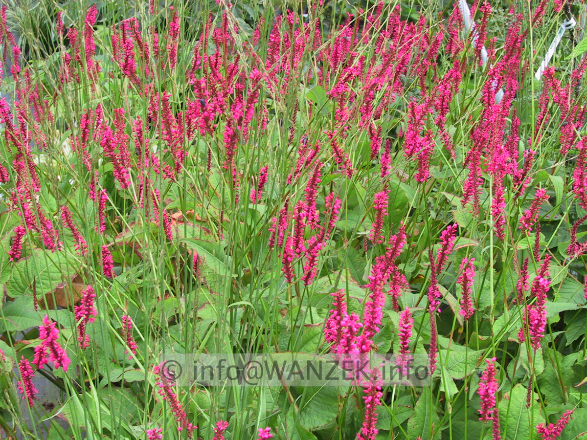 Persicaria amplexicaulis Firetail nah2.JPG